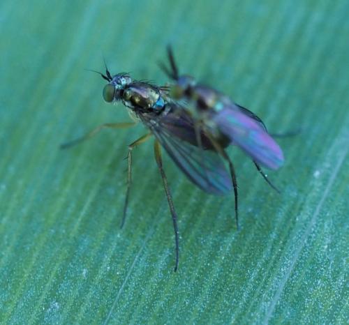 Rhaphium sp.